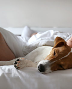 Sovande person och hund